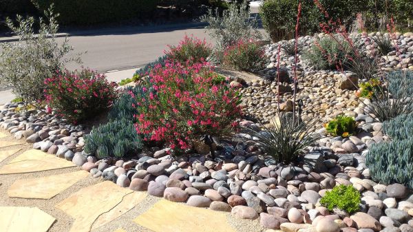 Arid Landscape Design