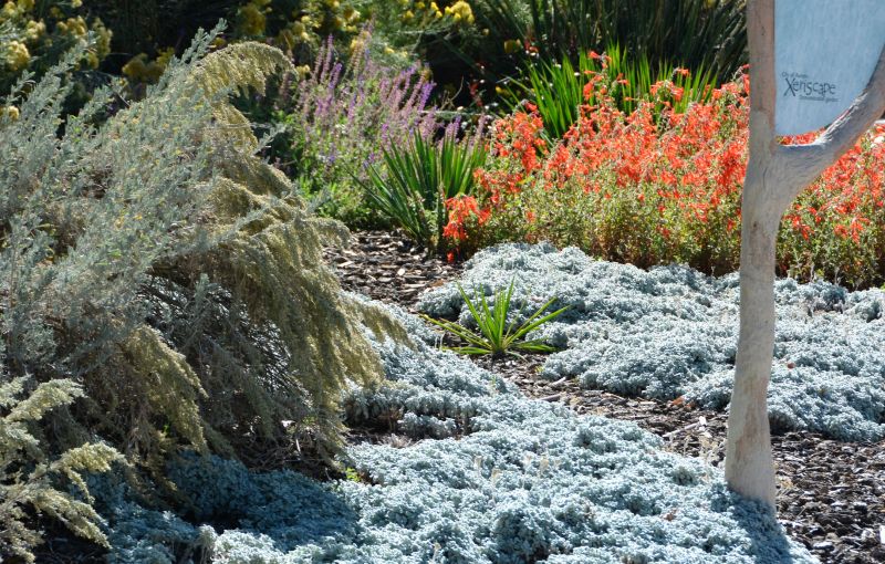 Xeriscape Landscaping Service